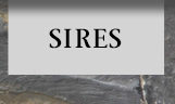 Sires