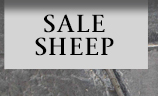 Sale Sheep