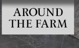Around the Farm