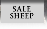 Sale Sheep