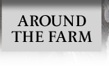 Around the Farm
